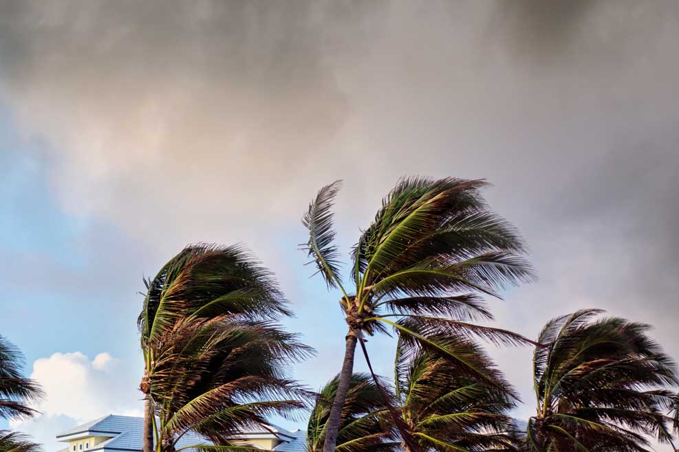 wind in trees